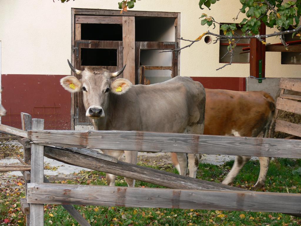 Pod Ponco Apartments Kranjska Gora Dış mekan fotoğraf
